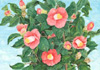 coL: Camellia Japonica