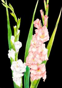 OWIX: Gladiolus